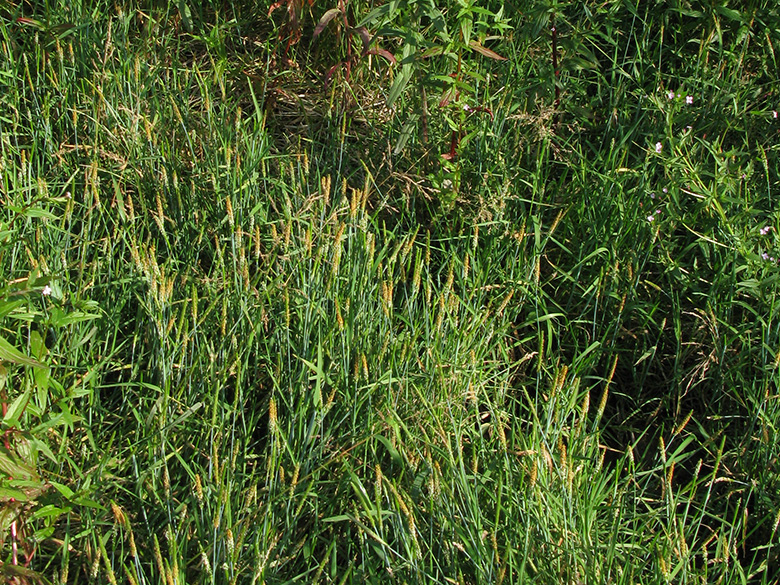 Alopecurus aequalis