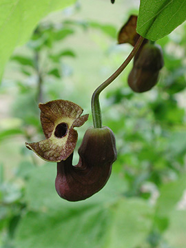 Aristolochia macrophylla