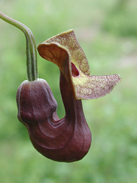 Aristolochia macrophylla
