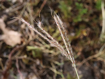 Bothriochloa ischaemum