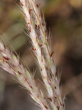 Bothriochloa ischaemum
