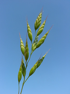 Bromus hordeaceus