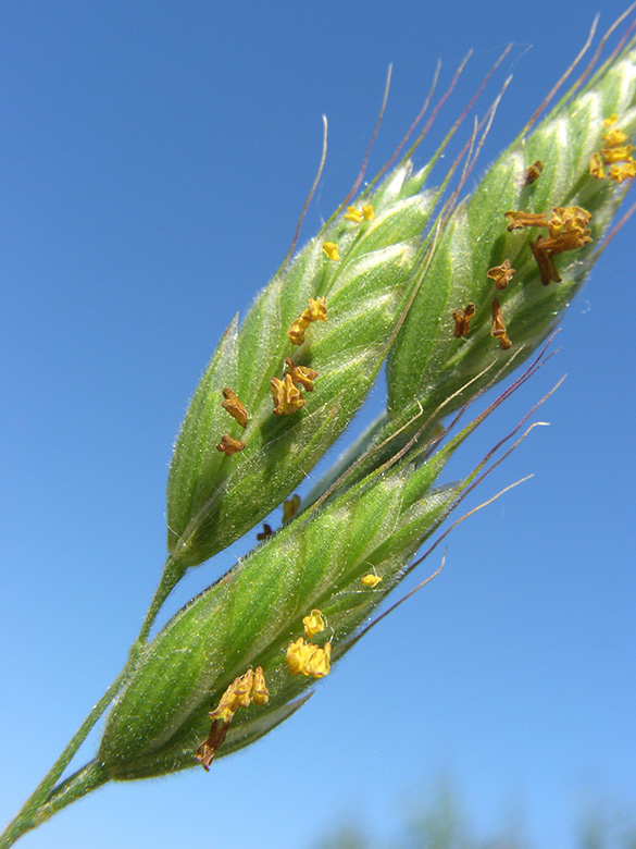 Bromus hordeaceus