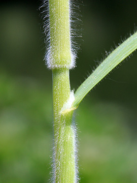 Bromus hordeaceus