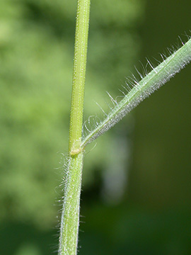 Bromus hordeaceus