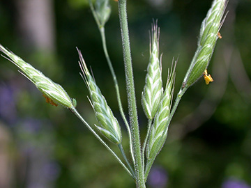 Bromus hordeaceus