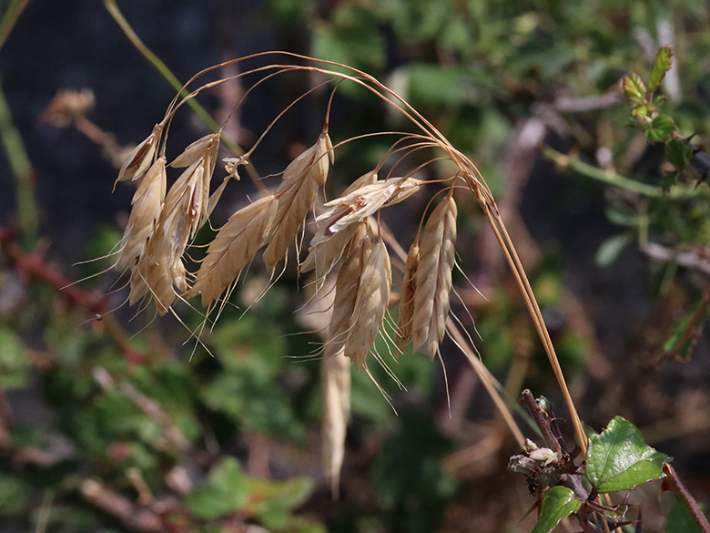 Bromus squarrosus