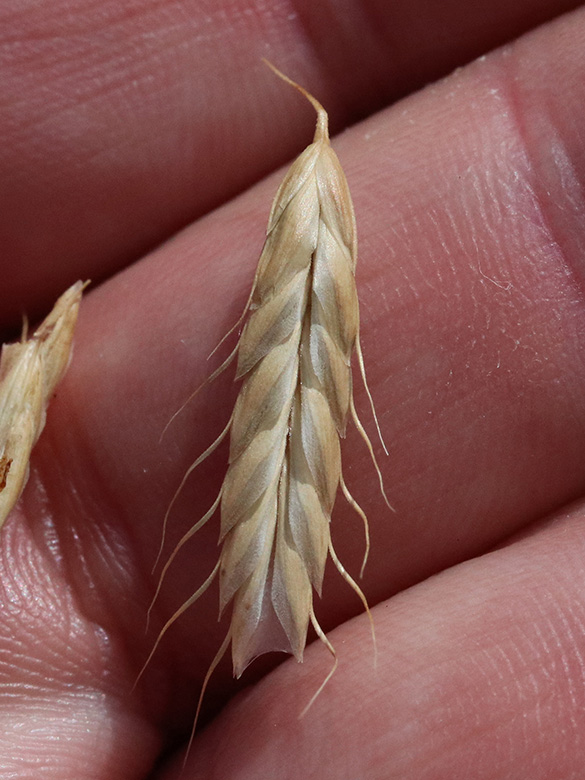 Bromus squarrosus
