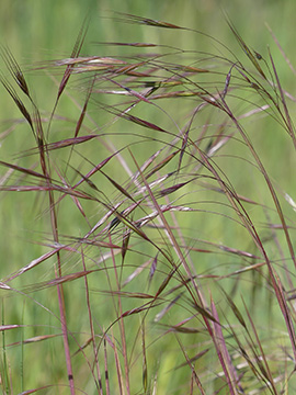 Bromus sterilis