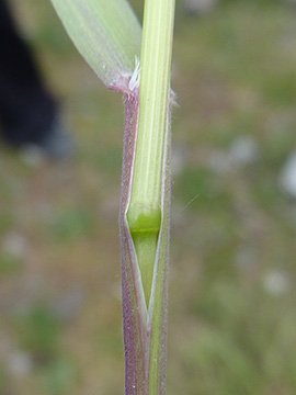 Bromus sterilis