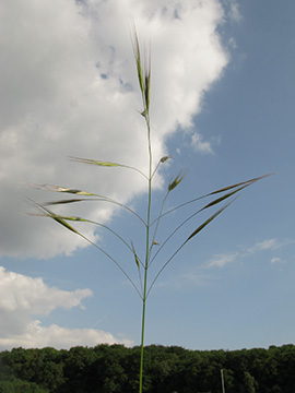 Bromus sterilis