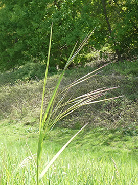 Bromus sterilis