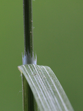Bromus sterilis