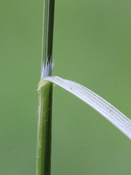 Bromus sterilis
