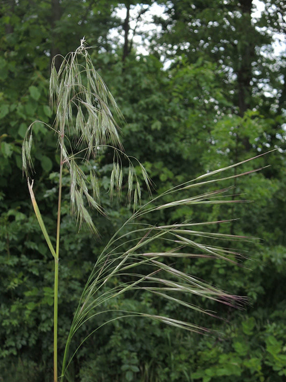 Bromus sterilis