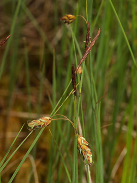 Carex limosa