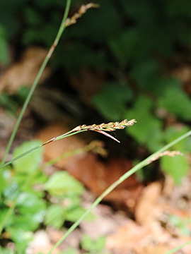 Carex digitata