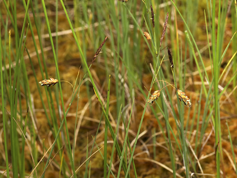 Carex limosa