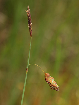 Carex limosa