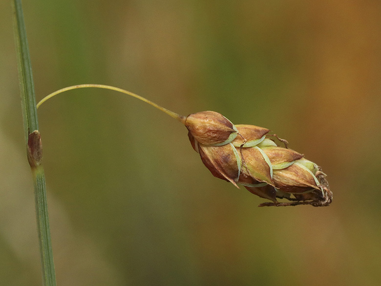 Carex limosa