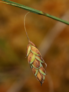 Carex limosa