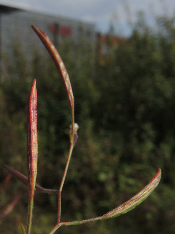 Epilobium brachycarpum