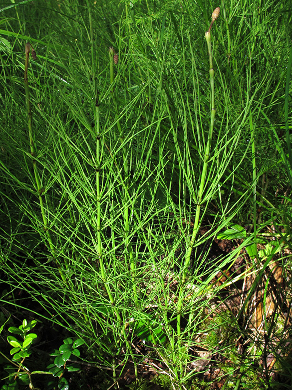 Equisetum rothmaleri
