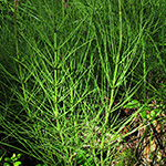 Equisetum rothmaleri