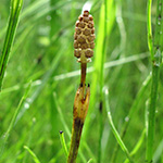 Equisetum rothmaleri