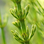 Equisetum rothmaleri