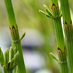 Equisetum rothmaleri