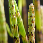 Equisetum rothmaleri