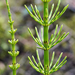 Equisetum rothmaleri