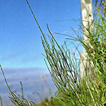 Equisetum rothmaleri