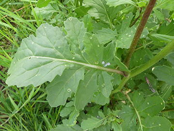 Eruca vesicaria