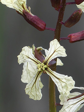 Eruca vesicaria