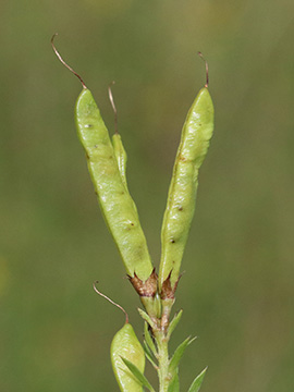 Genista tinctoria