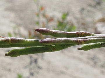 Hirschfeldia incana