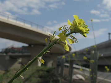 Hirschfeldia incana