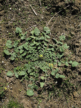 Hirschfeldia incana