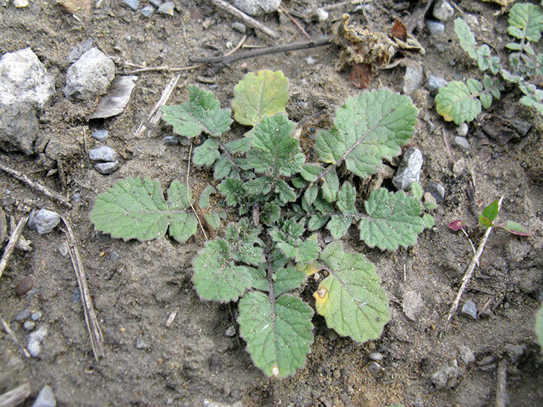 Hirschfeldia incana