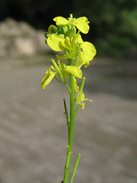 Hirschfeldia incana