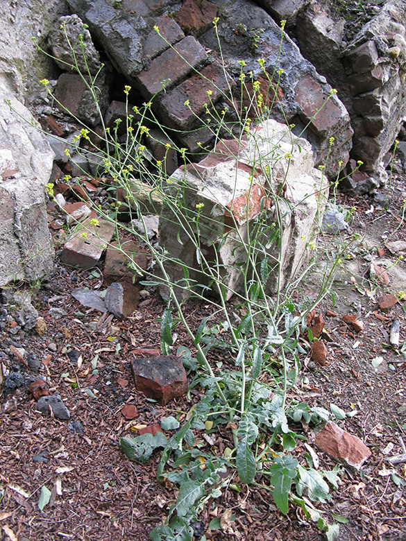Hirschfeldia incana