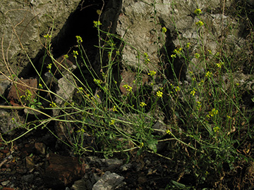 Hirschfeldia incana