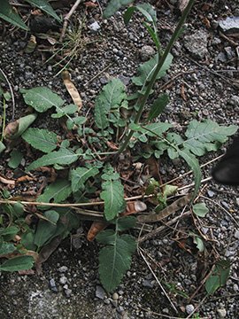 Hirschfeldia incana