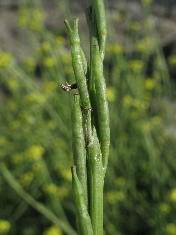Hirschfeldia incana