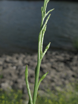 Hirschfeldia incana