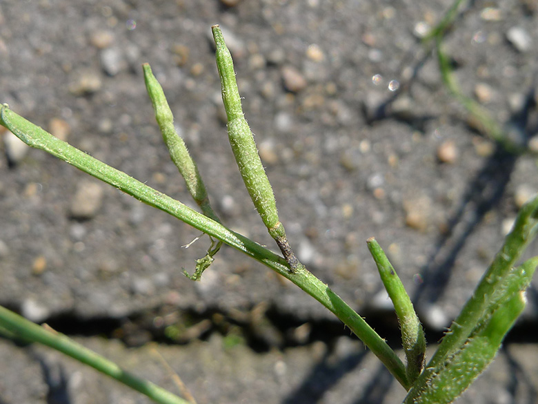 Hirschfeldia incana
