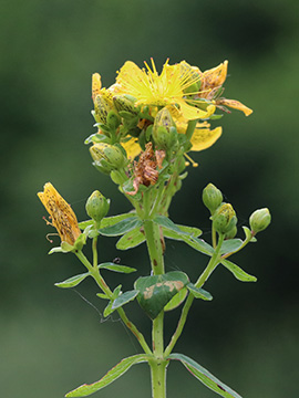 Hypericum maculatum maculatum