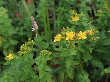 Hypericum maculatum maculatum